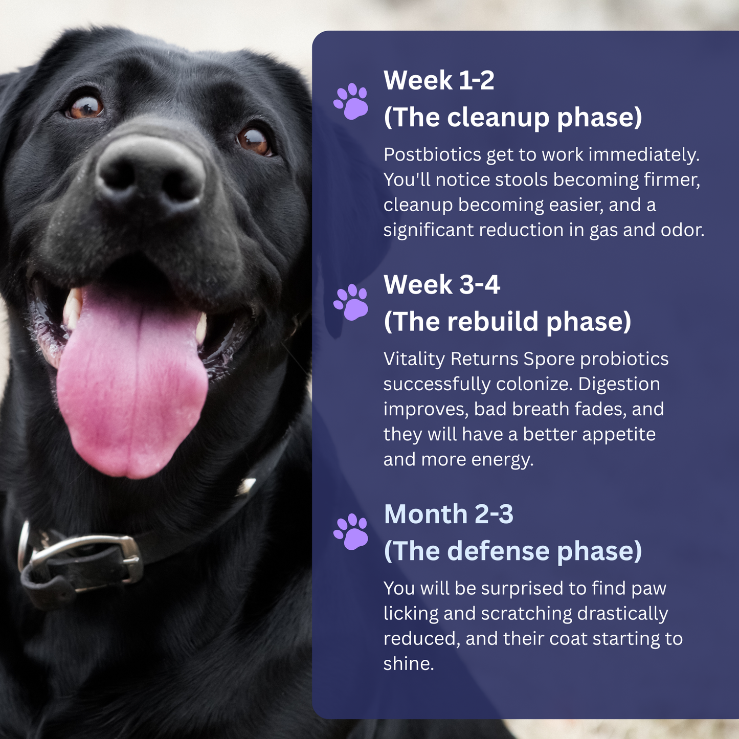 🏆RZXEA™ Pet Pro-Gut Series